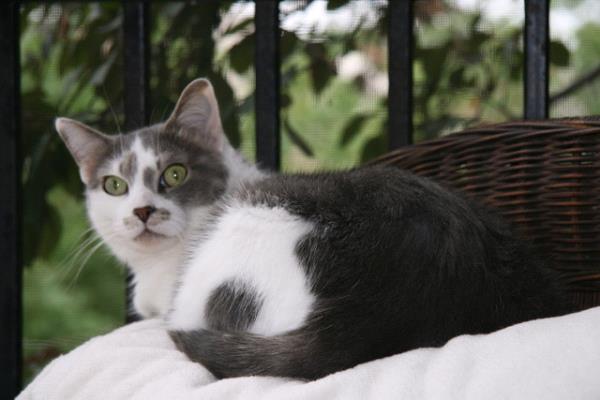 /Images/uploads/Minnesota Spay Neuter Assistance Program/MNSNAP/entries/9421thumb.jpg